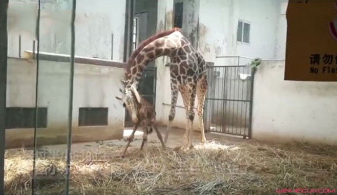 长颈鹿宝宝满月两米高