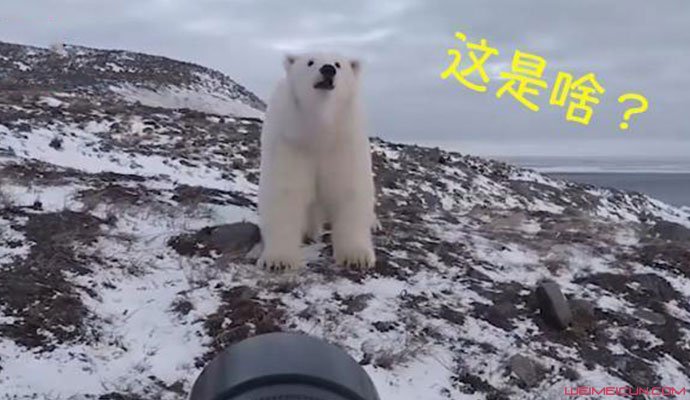 摄影师徒手吓走北极熊