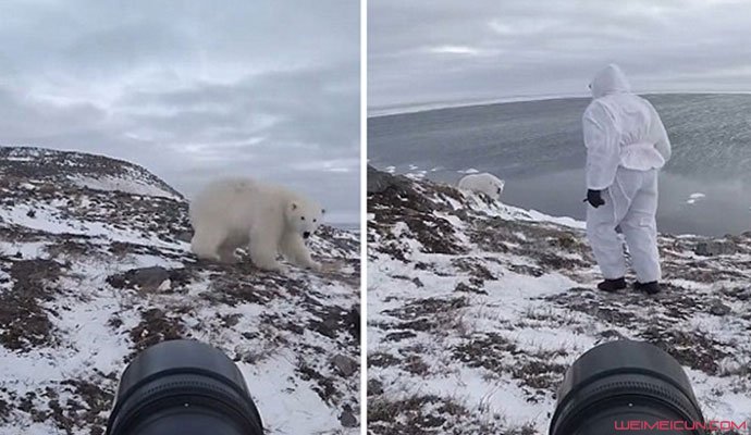 摄影师徒手吓走北极熊