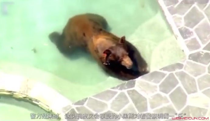 小黑熊偷进豪宅享受泳池