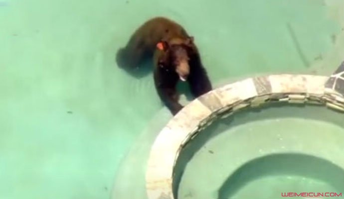 小黑熊偷进豪宅享受泳池