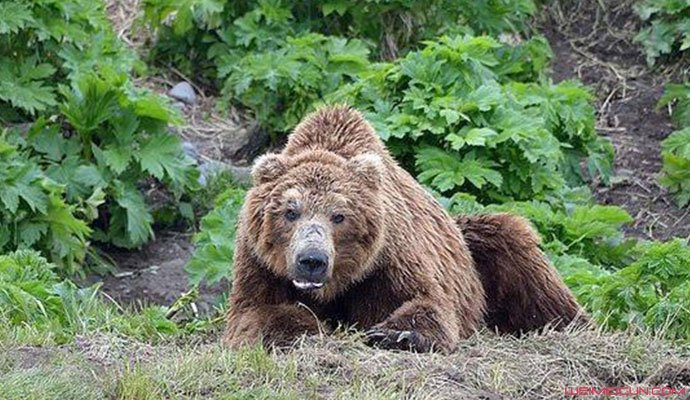 俄公墓遭棕熊洗劫