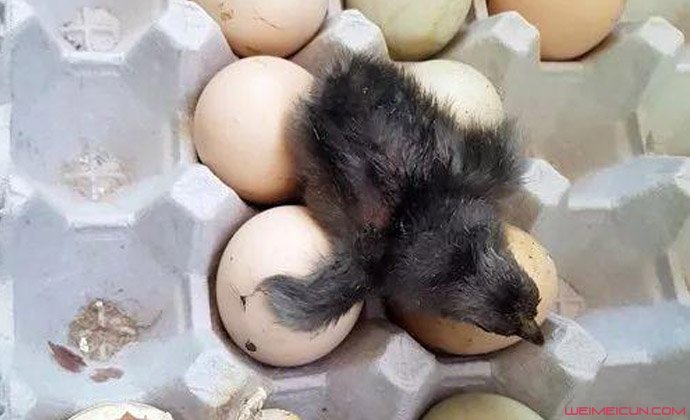 放阳台的鸡蛋竟孵出鸡