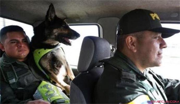 当局对警犬起了保护措施