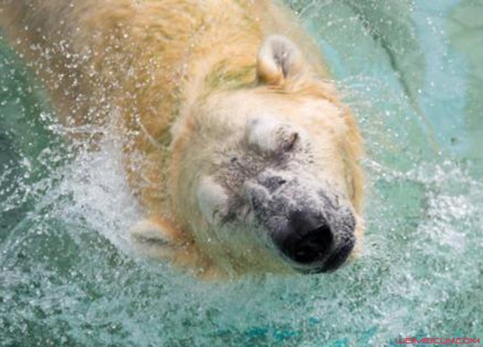 北极熊遭射杀