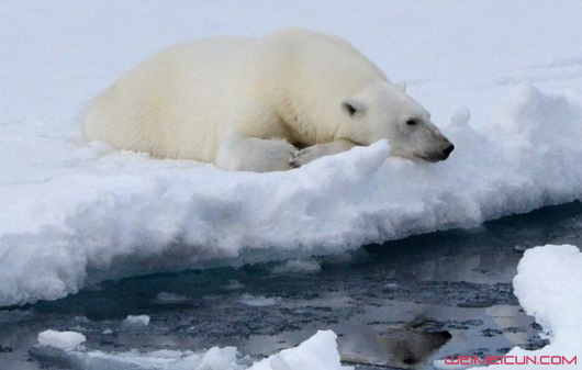 北极熊或将灭绝