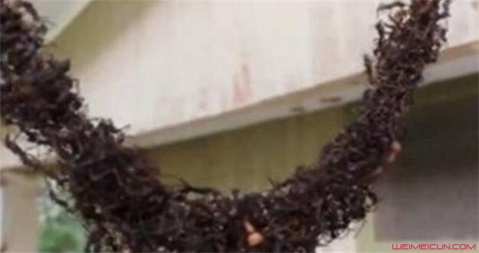 百万蚂蚁建悬空桥怎么回事