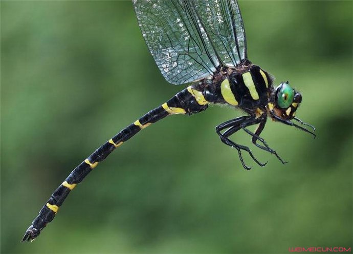 鬼蜻蜓为什么叫鬼 鬼蜻蜓是害虫吗有毒吗