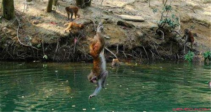 水猴子水鬼长什么样子的图片 水猴子为什么要拉人