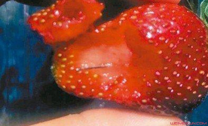 澳草莓里被藏针