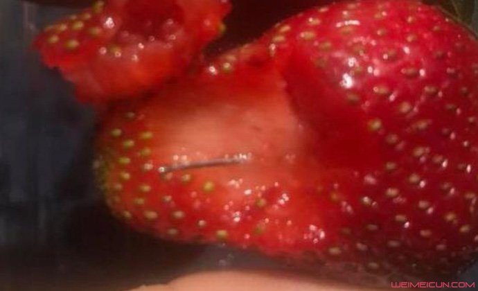 澳大利亚草莓藏针