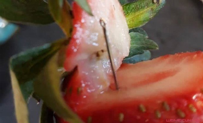 澳大利亚草莓藏针