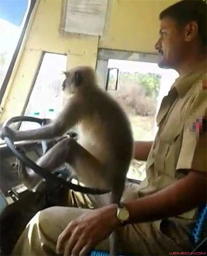 猴子开公交
