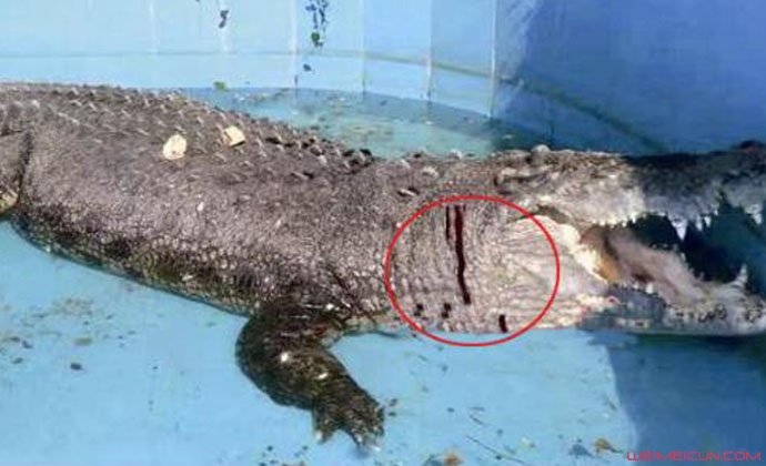游客砸伤亚洲鳄鱼