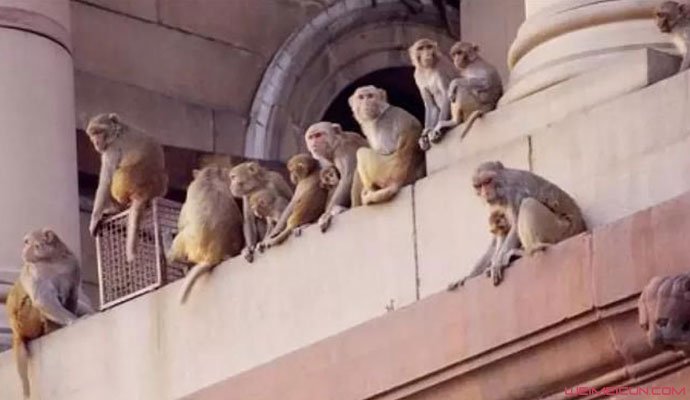 猴子横行印度街头