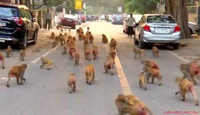 猴子横行印度街头