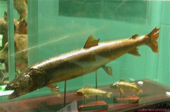 15米巨型哲罗鲑鱼怎么回事