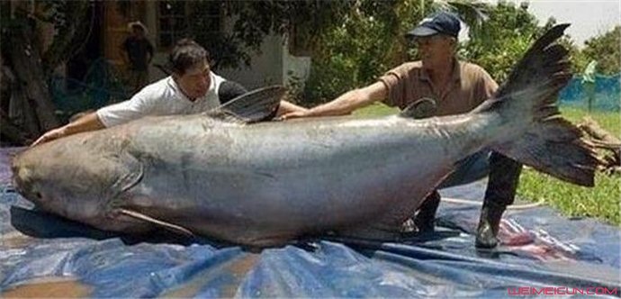 15米巨型哲罗鲑鱼怎么回事