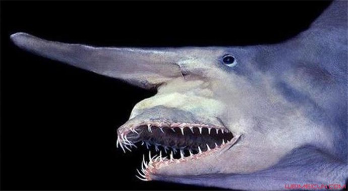 加布林鲨鱼可以自爆吗