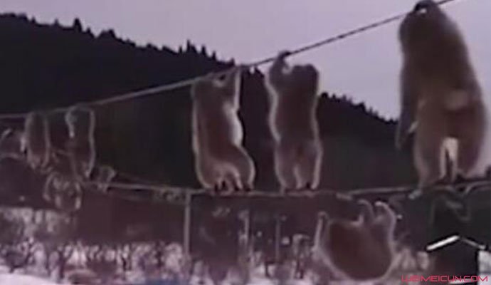 猴子排队走电线