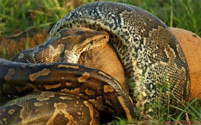 最大的蟒蛇有多大