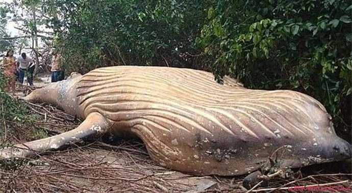巴西惊现头鲸尸体