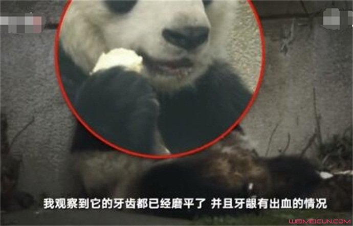成都高龄大熊猫吃东西