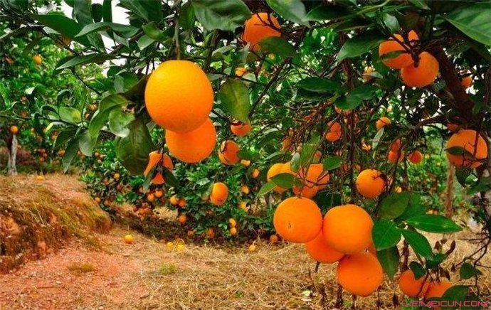 褚时健种橙子的故事超励志 褚橙价格是多少钱一斤