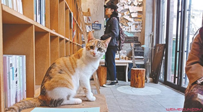 无人书店猫当掌柜