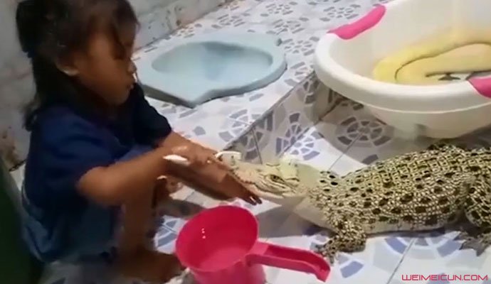 女童与鳄鱼做朋友