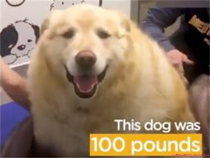狗狗一年减肥90斤