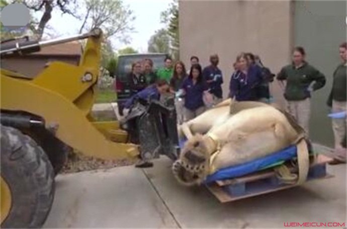 900斤北极熊做CT