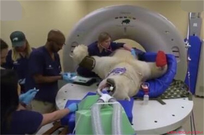 900斤北极熊做CT