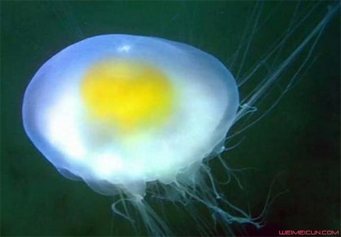 蛋黄水母图片
