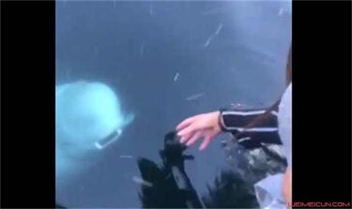 白鲸海中捡回手机