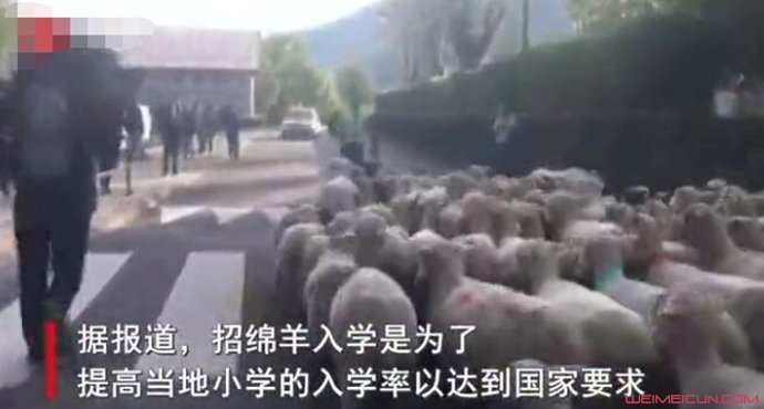 15只羊登记入学原因曝光