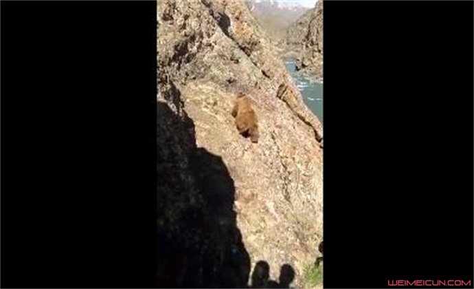 棕熊逃生爬上峭壁