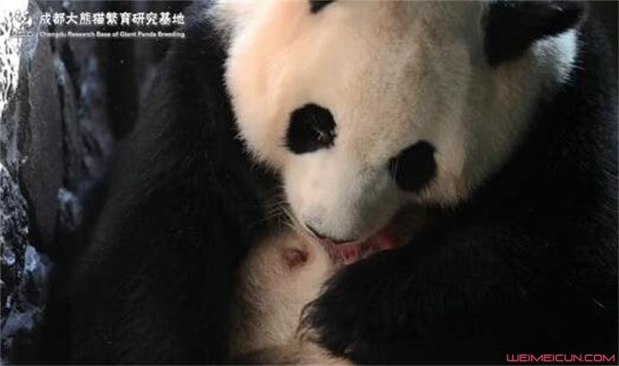 圈养大熊猫出生