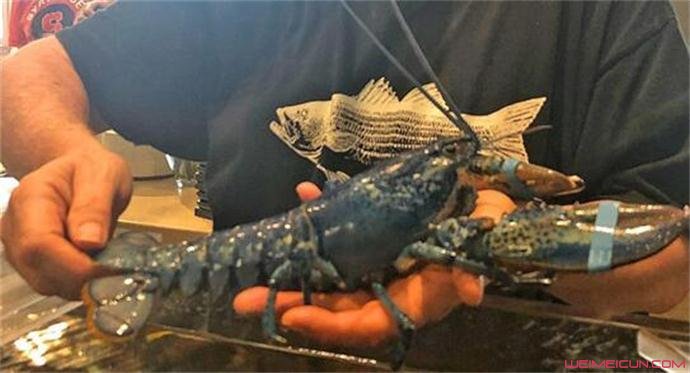 餐厅发现蓝色龙虾