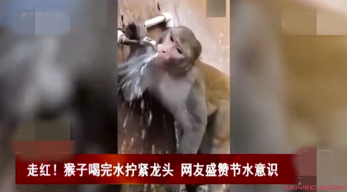 猴子喝完水拧龙头