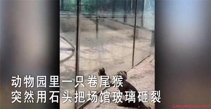 动物园猴子砸玻璃