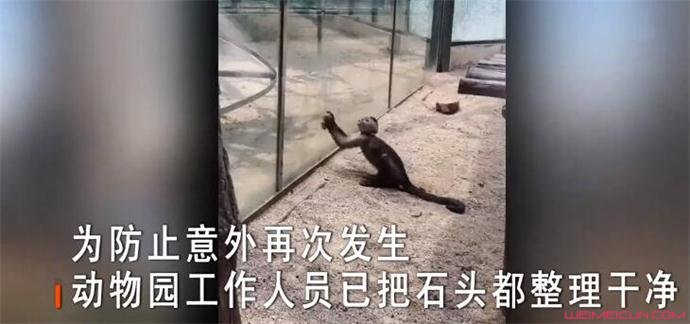 动物园猴子砸玻璃始末