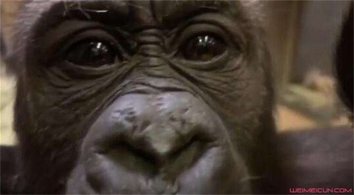 电视上播出的大猩猩画面
