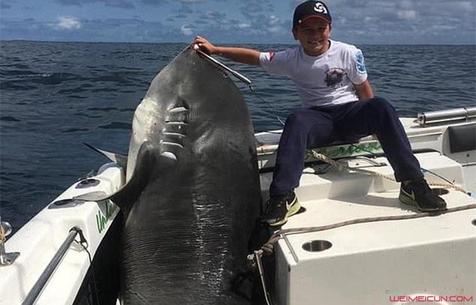 男童捕628斤巨鲨