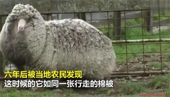 澳网红绵羊去世原因是什么