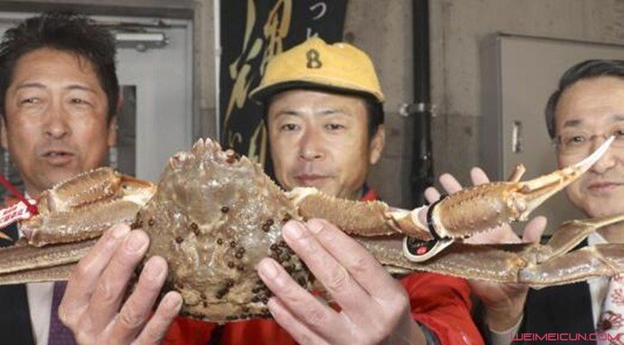 日本螃蟹500万