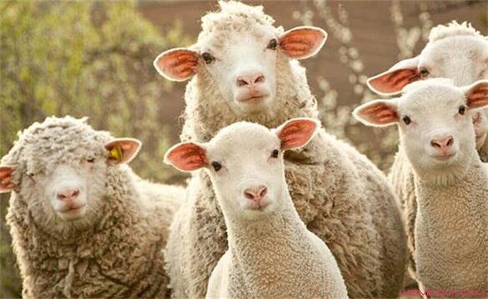 薅羊毛用户是什么意思