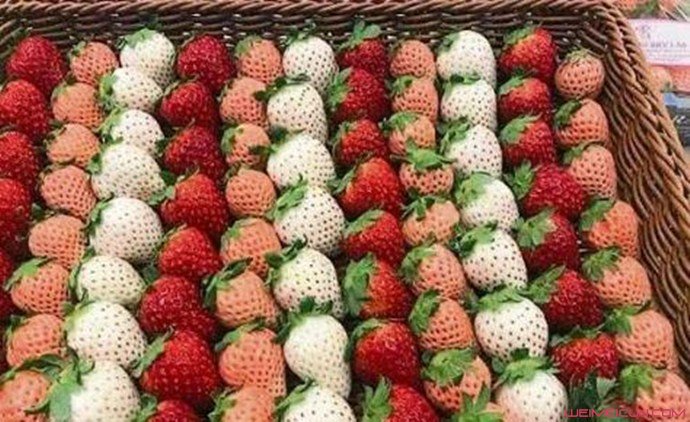 日本一颗草莓900