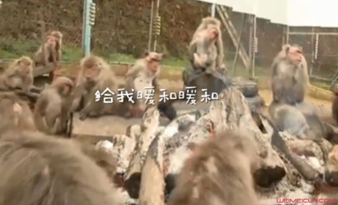 日本猴子集体烤火
