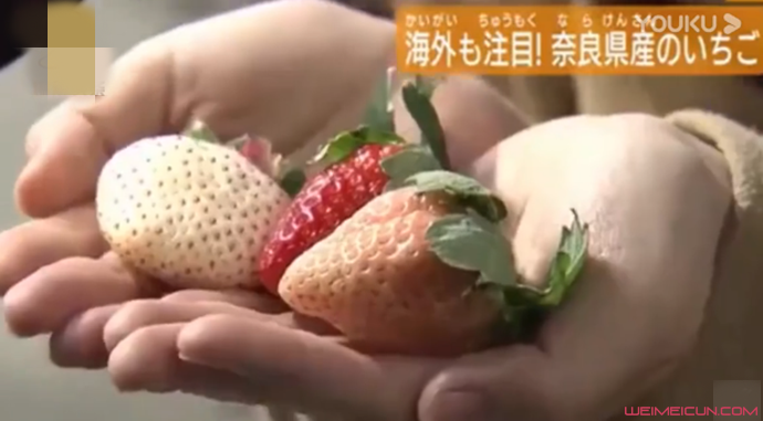 天价草莓1颗900元